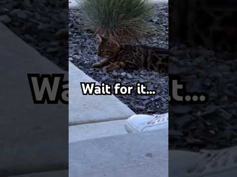 The ultimate insult #shorts