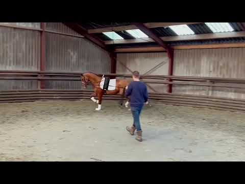 Pablo Emilio Esobar (Blue hors Farrell x Johnson) 2020