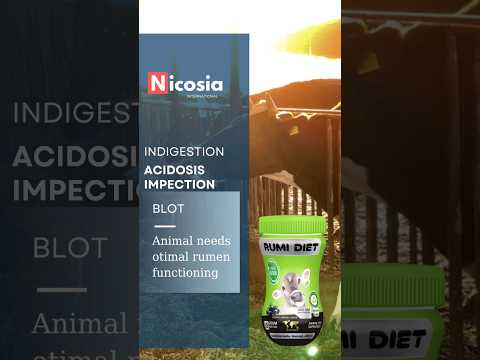 Live yeast enzyme probiotics powder for rumen