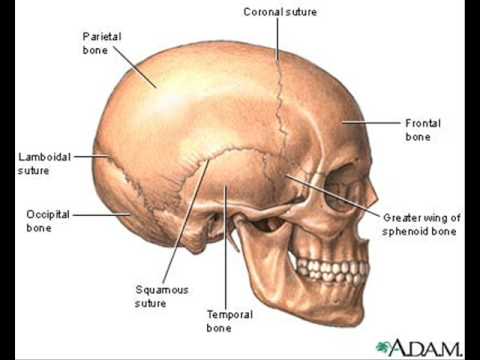 5º Lucía - Tema 02 El cráneo