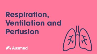 Respiration: Ventilation, Diffusion and Perfusion | Ausmed Explains...