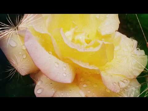 Cele mai frumoase flori