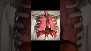 Download lagu Heart, Lungs and Diaphragm Functioning in Human Body || Anatomy and Physiology mp3
