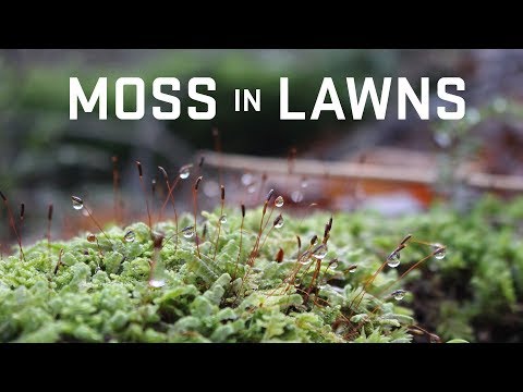 Managing Moss in Lawns