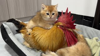 So funny and cute😅!The kitten bullies the rooster.The rooster has a hard time raising the kitten
