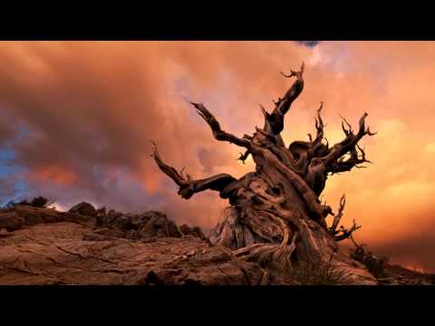 Nielsen - Symphony No 4, Op 29 - Barbirolli