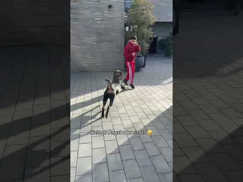 Agaamuza hat Angst hahaha🤣