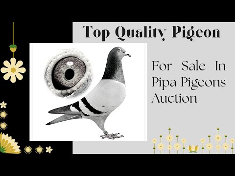 Top Quality Breeder Racing Pigeon From Wim & Steven De Troy lines For Sale In Pipa Pigeons Auction