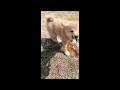 Shiba Inu welpen kaufen