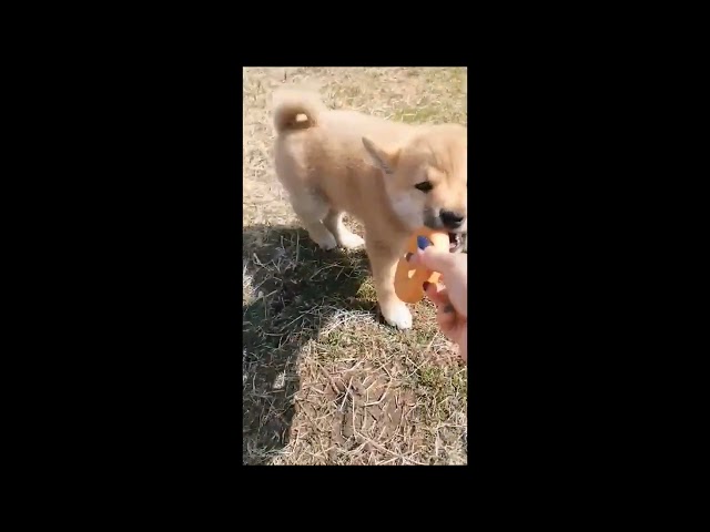 Shiba Inu puppy for sale