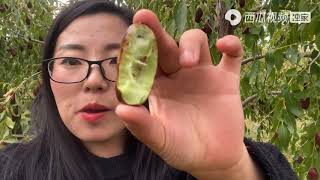 悦悦来到宁夏直播一天长枣，果农做一桌丰盛晚餐招待，太暖心了