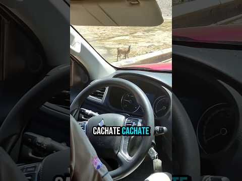 Las VACAS del NORTE 🐄🇨🇱☀️ #guanacos #chile #culturachilena #atacama #copiapo #humor #catu