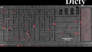 Dicty World Cell Race 2016