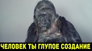 ВЫ НЕ ПОВЕРИТЕ, ЧТО ГОВОРИТ ЭТА ГОРИЛЛА!