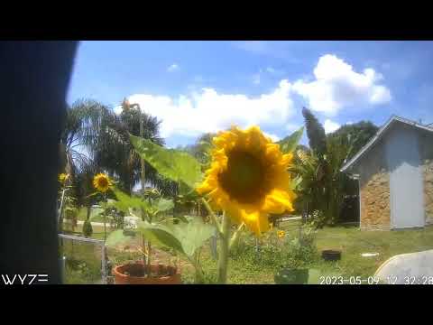 Time lapse sunflower, stars N sun.☀️😎🌻🌻