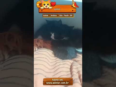Vídeo de gatos 