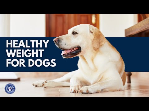 Tips on Weight and Weight Gain in your Dog