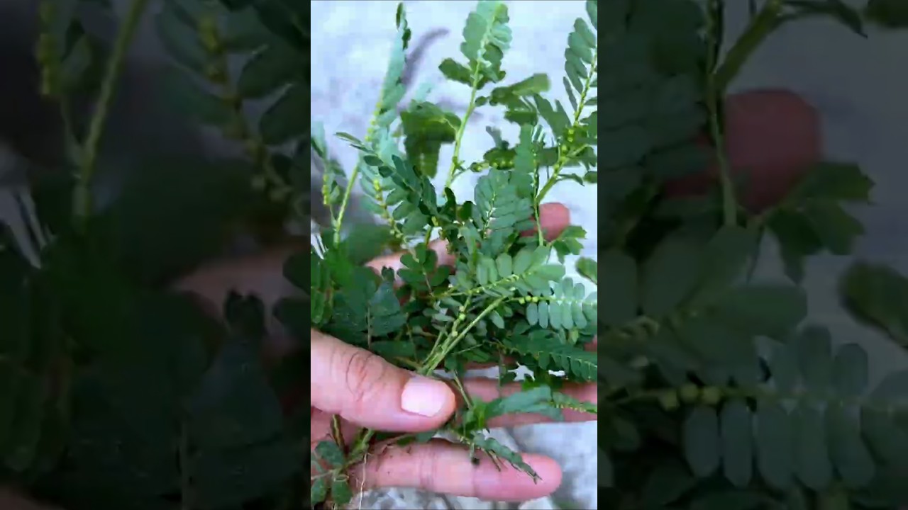 This Tiny Plant You Ignore… But Ayurveda Uses It!😳🌿 #shorts #plants  #farming