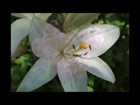 katalanische Variationen