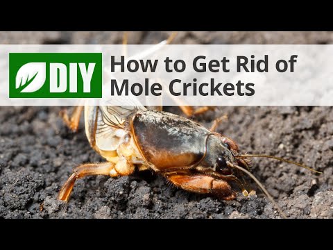  How to Get Rid of Mole Crickets  Video 