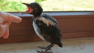 Die Geschichte der Elster Else (die Else-Story), Teil 1