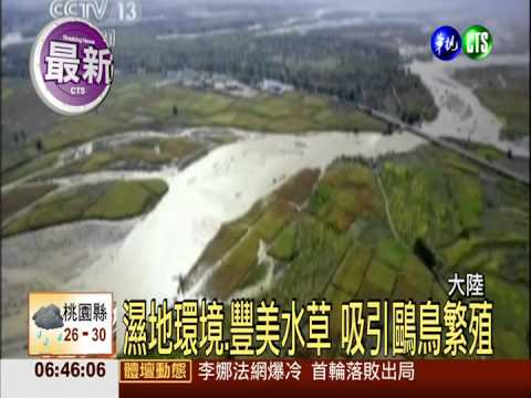 內蒙古東居延海 首發現鷗鳥蹤跡