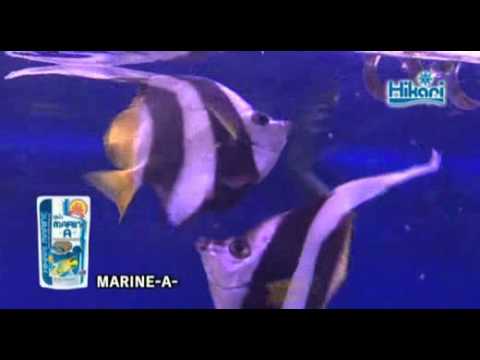 Aquatic hikari marine-a pellets fish food, packaging type: s...