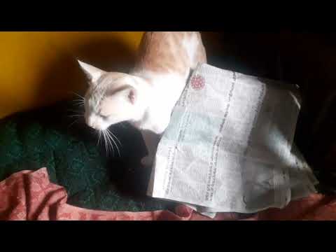 my catty playing with me