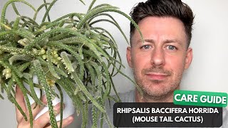 Mouse Tail Cactus (Rhipsalis Baccifera Horrida) Care Guide and Growing Tips