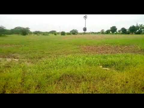 13 Acres Firm Land In Kadayanallur Taluk