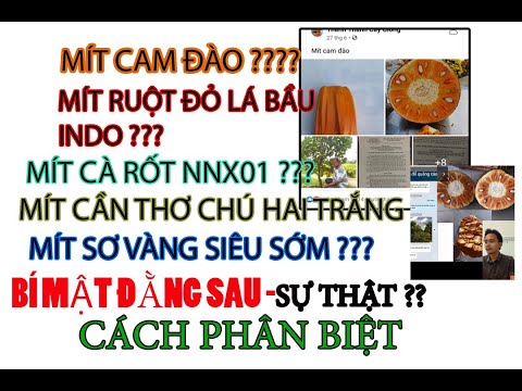 MÍT RUỘT ĐỎ INDO LÁ BẦU - MIT CAM ĐÀO - MIT PT79 - MIT CÀ RỐT NNX01 - MIT CHÚ HAI TRẮNG CẦN THƠ ?
