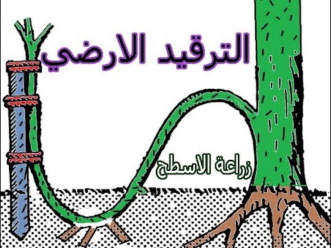 شجرة الجهنمية القزمية