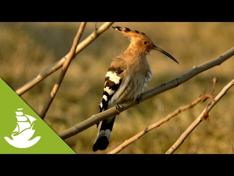 The Hoopoe attack