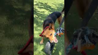 Video preview image #1 German Shepherd Dog-Unknown Mix Puppy For Sale in Chandler, AZ, USA