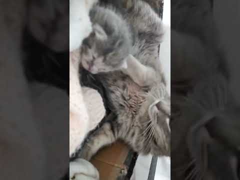 Los gatitos de Azucena.