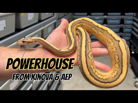 Massive Powerhouse From Kinova And Always Evolving Python: GAME Changers