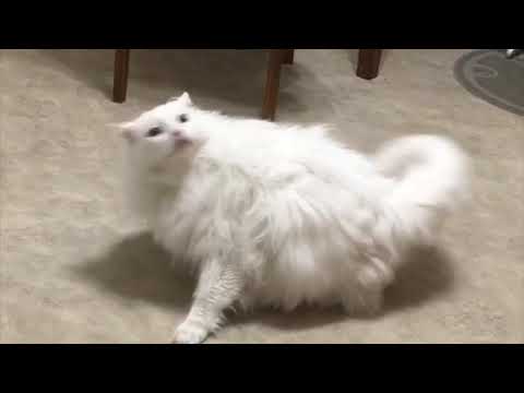 Diet Shrimpcomp - Interlude 2