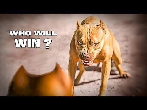 Pitbull gegen American Staffordshire Bullterrier