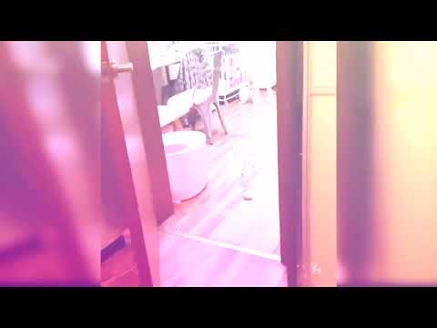 beautiful cat 😗😉🤗cat#Short # tanzeel Bhatti #