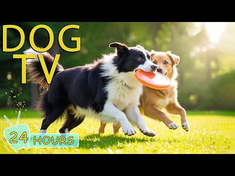 DOG TV: Best Video Entertain & Anti-Anxiety for Dogs to Watch When Alone - Sothing Music for Dogs