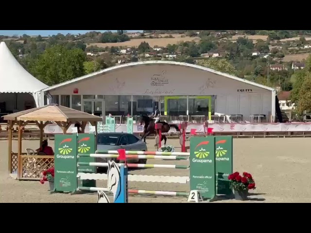 CSO - Hongre de 8 ans 