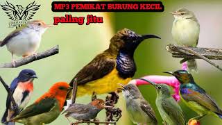 Download lagu MP3 PIKAT BURUNG KECIL PALING JITU JARANG GAGAL SE... mp3