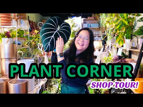The BEST Rare Aroid Shop in NYC | Plant Corner Shop Tour