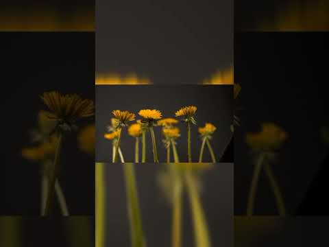 Most Beautiful Flowers Blooming Nature Video 2022