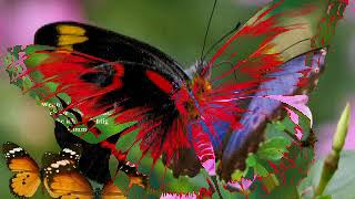 ♥♥♥♫♫♫Träume haben Flügel♥♥♥♫♫♫