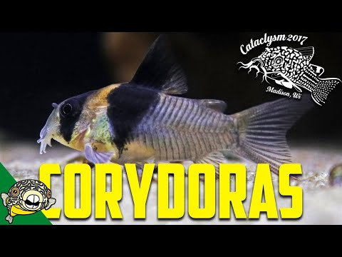 How to Breed Corydoras! by Eric Bodrock at Cataclysm 2017