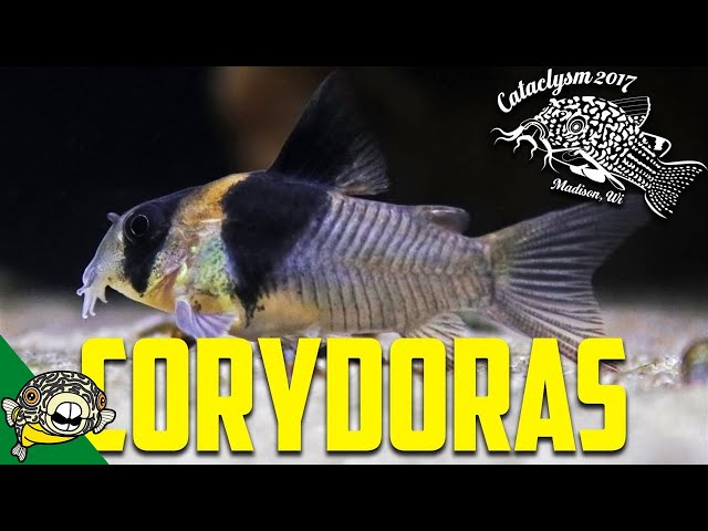 How to Breed Corydoras! by Eric Bodrock at Cataclysm 2017