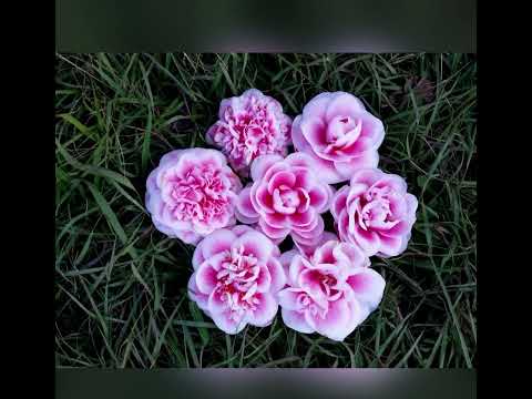 First video hope you like it!!