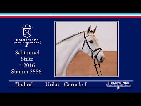 Holsteiner Frühjahrsauktion 2020 - Nr. 126 Indira v. Uriko - Corrado I