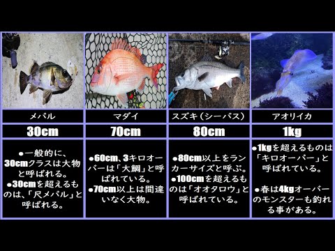 日本の魚の種類と特徴